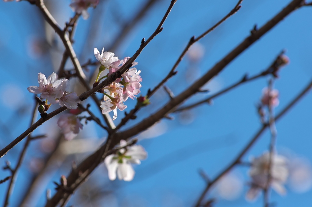 十月桜