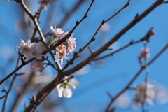 十月桜