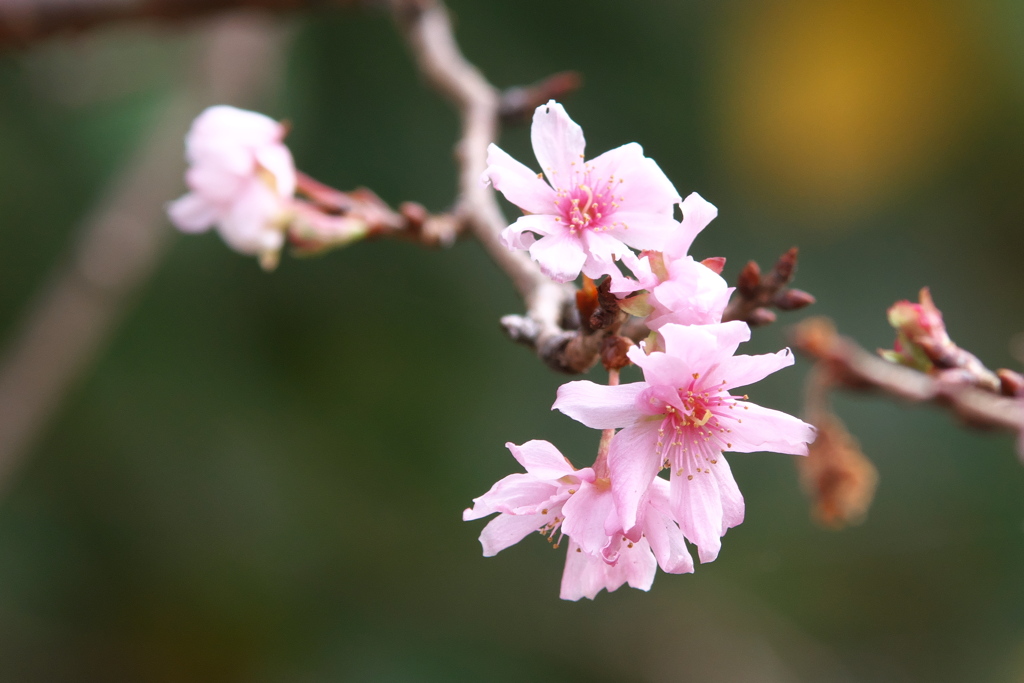 ジュウガツザクラ