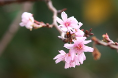 ジュウガツザクラ