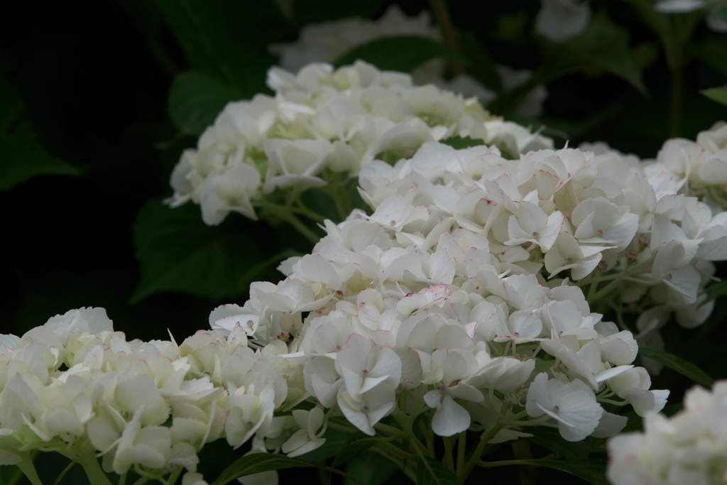 紫陽花ｰ2