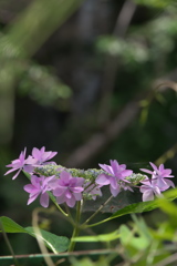 紫陽花