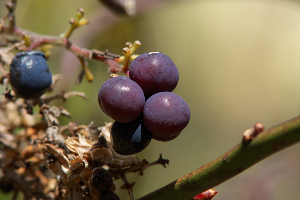 アオツヅラフジ