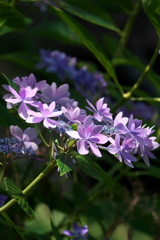 紫陽花