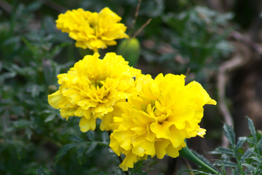 マリーゴールド