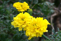 マリーゴールド