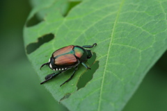 マメコガネ