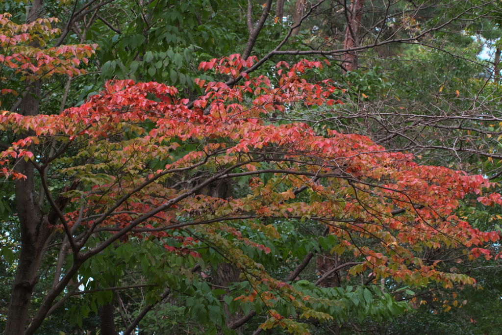 紅葉