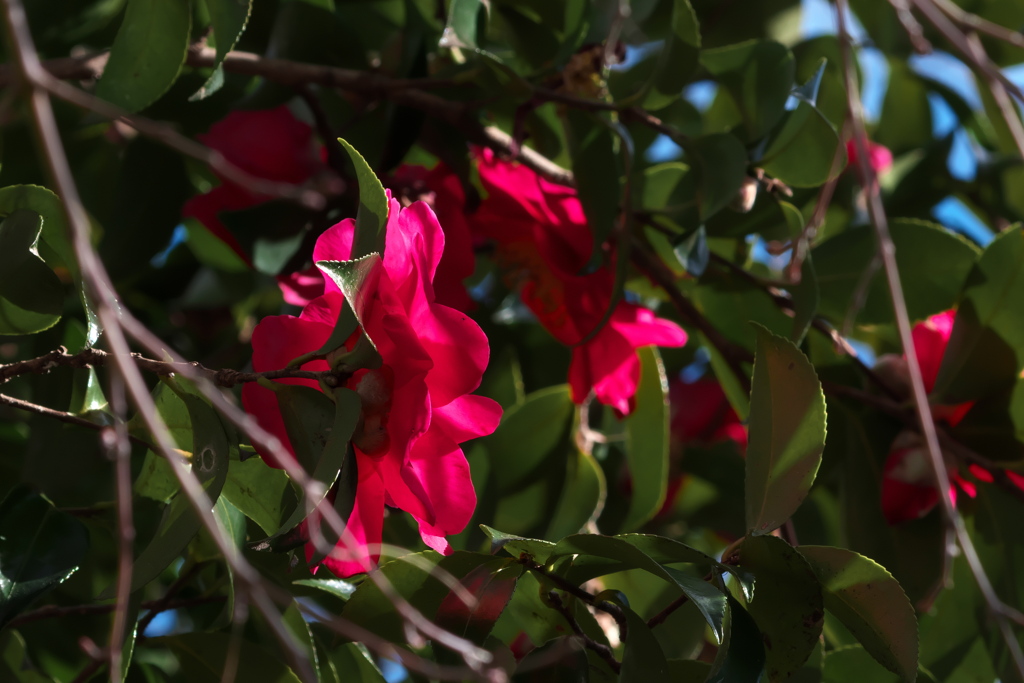 山茶花