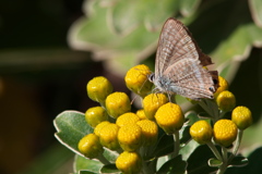 イソギク＆ウラナミシジミ