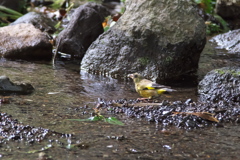 カワラヒワ