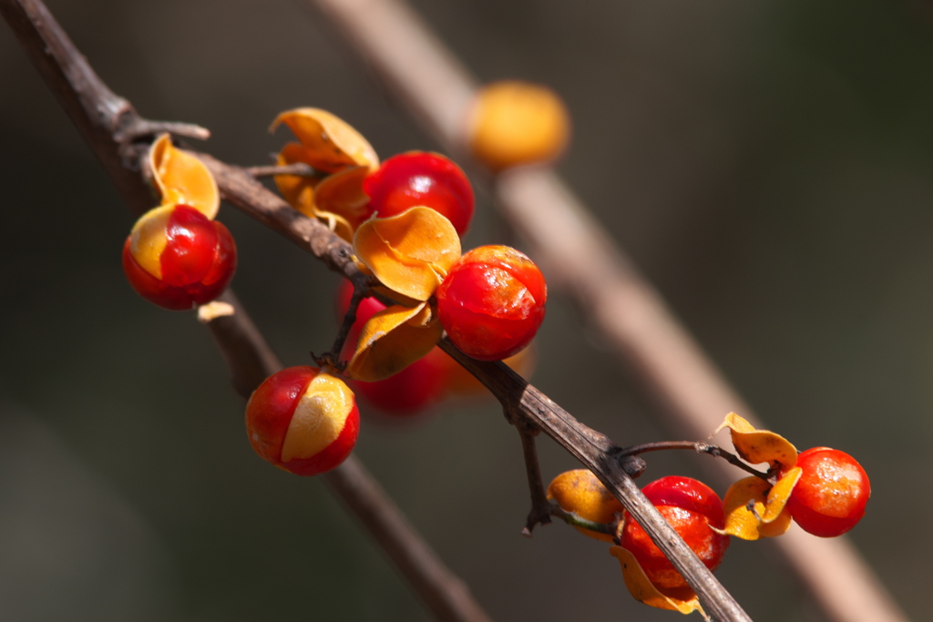 ツルウメモドキ