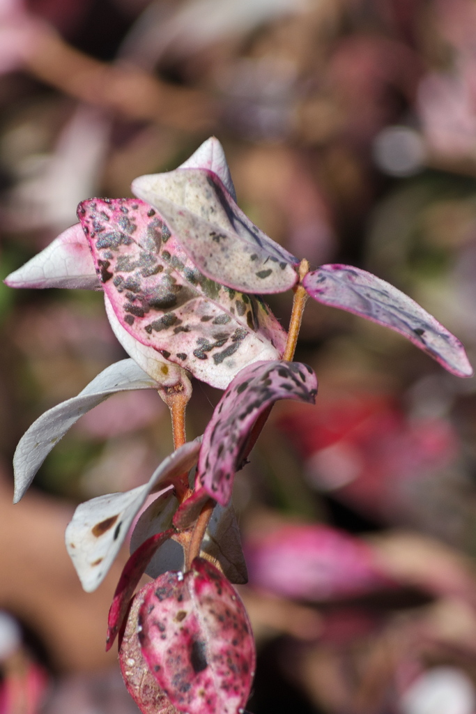 ハツユキカズラ