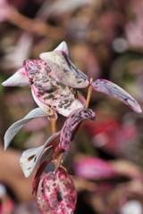 ハツユキカズラ