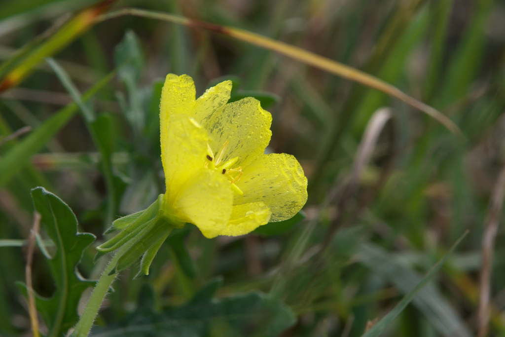 コマツヨイグサ