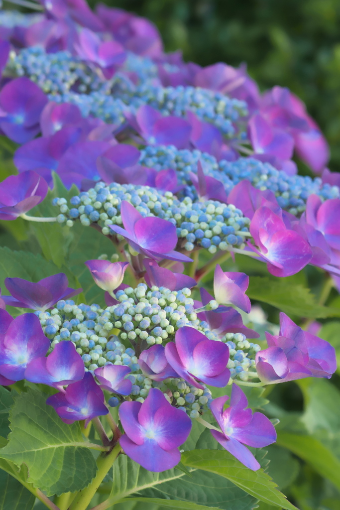 紫陽花ｰ1