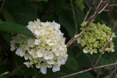紫陽花