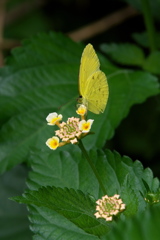 キチョウ