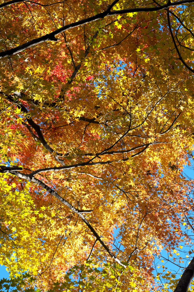 紅葉ｰ1