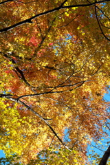 紅葉ｰ1