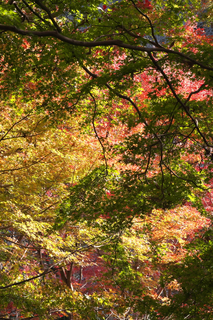 公園の紅葉