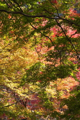 公園の紅葉