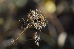 ひっつき虫