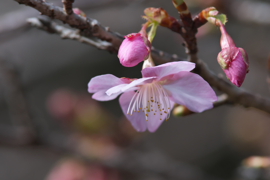 河津桜