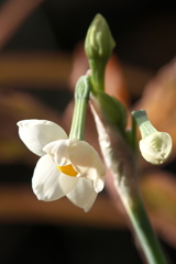 ニホンスイセン咲き始め