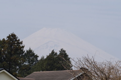 春霞富士