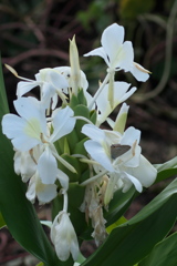 ジンジャーリリー＆ウラナミシジミ