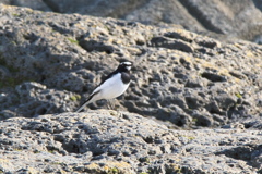 セグロセキレイ