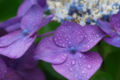 雨雫ｰ紫陽花