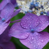 雨雫ｰ紫陽花