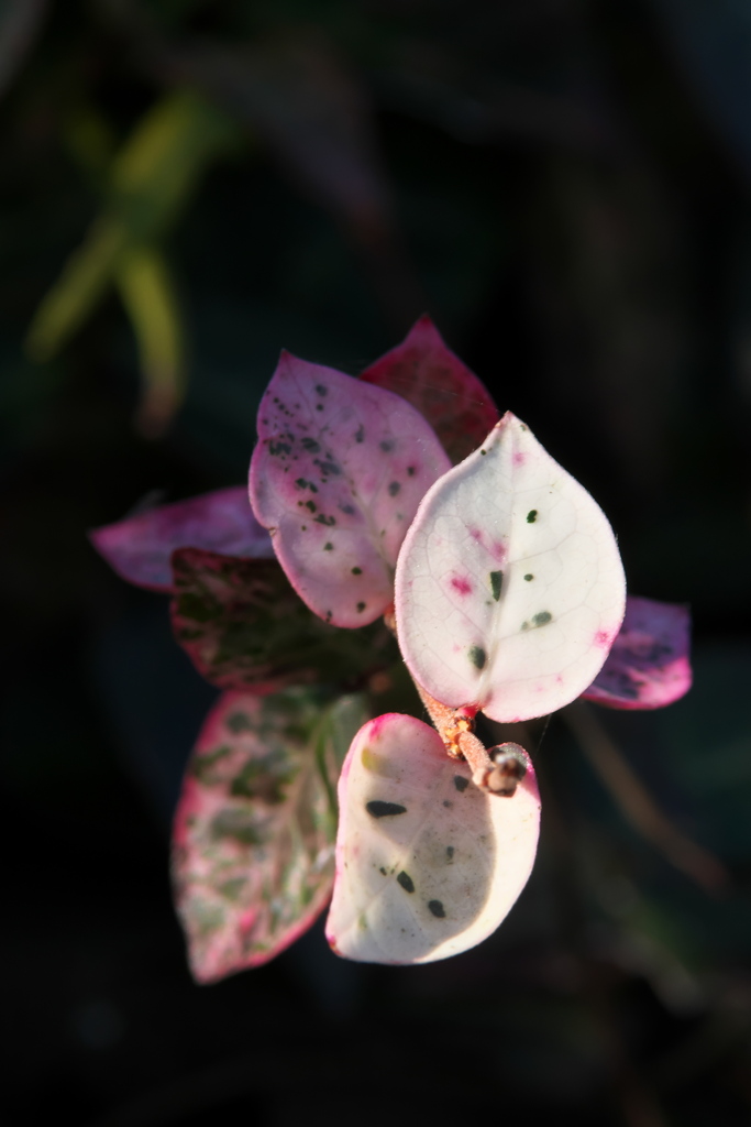 ハツユキカズラ