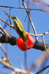 メジロ美味しそうに