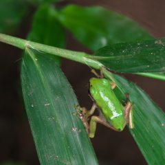 アマガエル