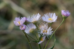 なぜかここにもハルジオン