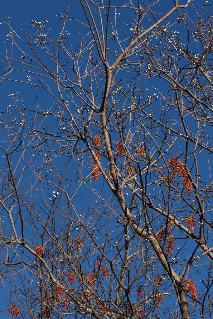 ナンキンハゼ＆イイギリ