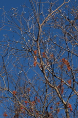 ナンキンハゼ＆イイギリ