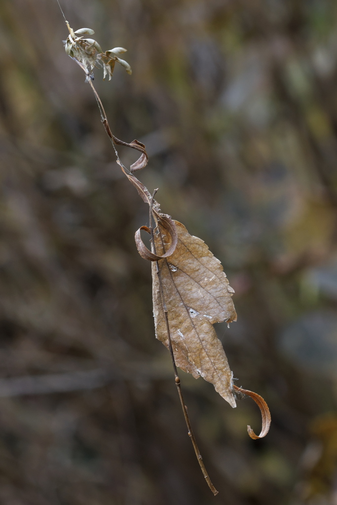 絡まれて孤独に