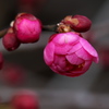 紅梅一輪