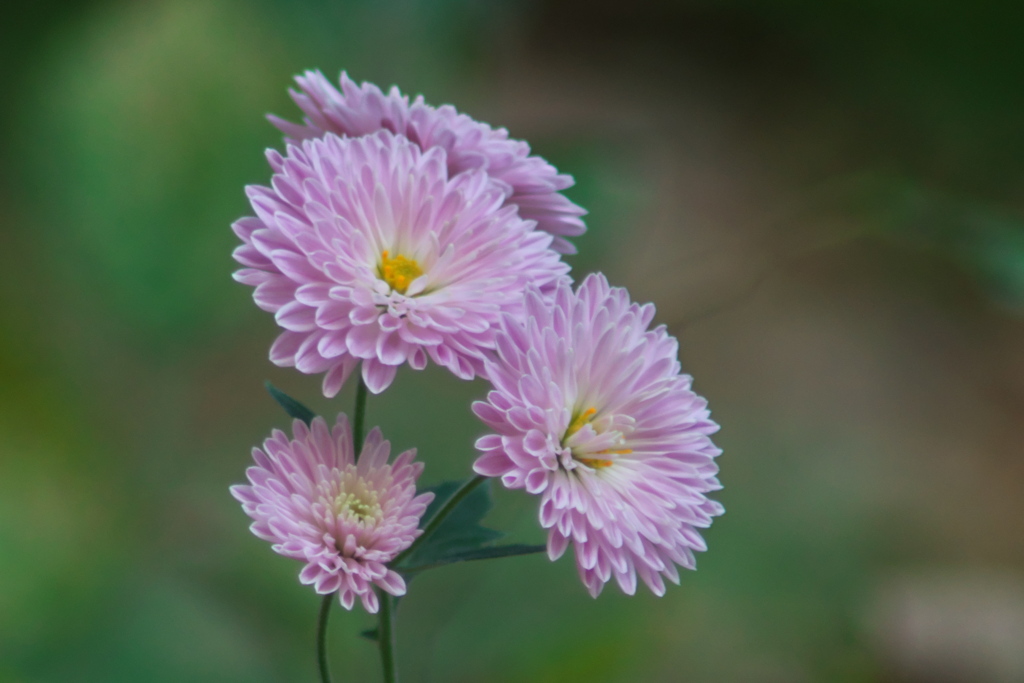 宿根アスター？