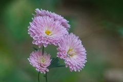 宿根アスター？