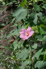 芙蓉