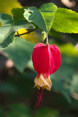 チロリアンランプ