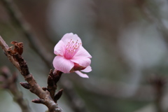 河津桜