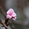 河津桜