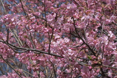 春を唄う　河津桜