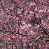 春を唄う　河津桜